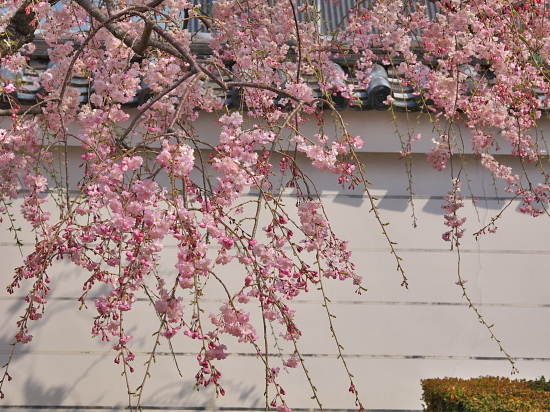 桜めぐり2019～寺之内界隈～(4/7)_d0026589_21584727.jpg