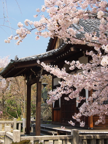 桜めぐり2019～上品蓮台寺・神光院～(4/7)_d0026589_23281117.jpg