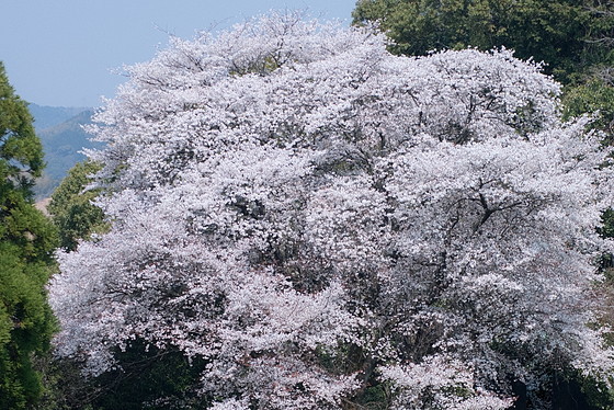 e0176993_10152418.jpg