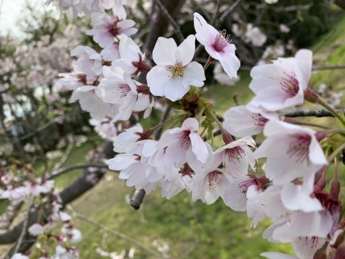さくら&#127800;さくら&#127800;_e0358096_20370294.jpeg