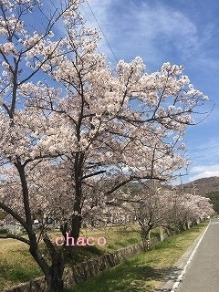桜色の周辺_b0199498_19315129.jpg