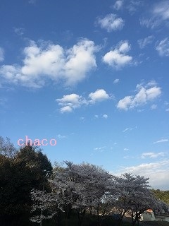 桜色の周辺_b0199498_19571288.jpg