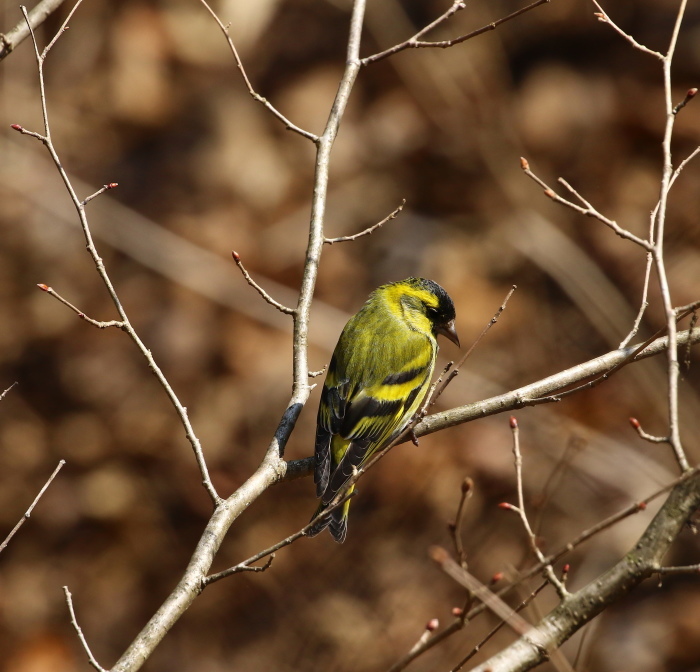 マヒワ♂：華麗な姿２０１９_c0319902_06262340.jpg