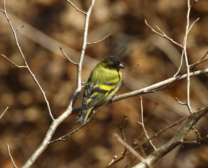 マヒワ♂：華麗な姿２０１９_c0319902_06263383.jpg