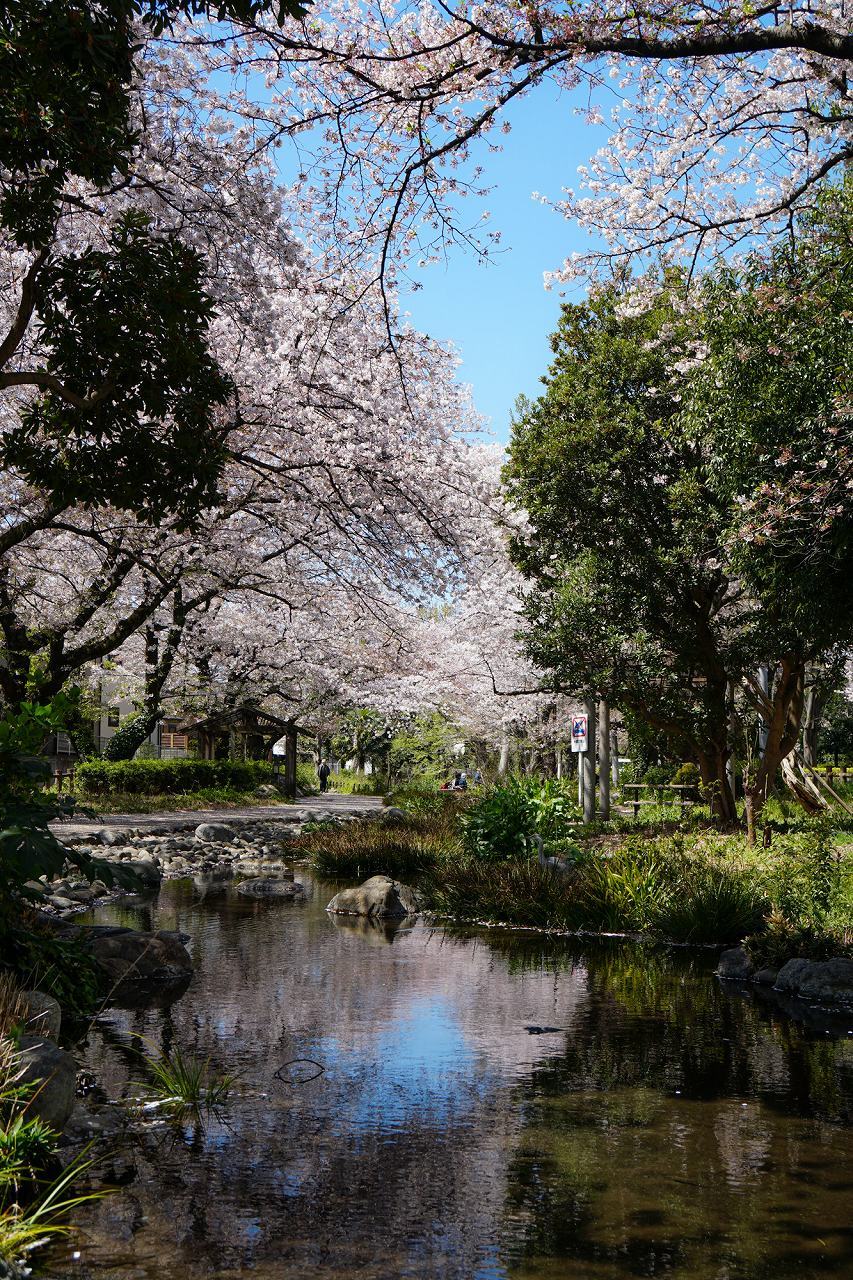 春の立川公園・根川緑道〜前編_b0225108_17304971.jpg