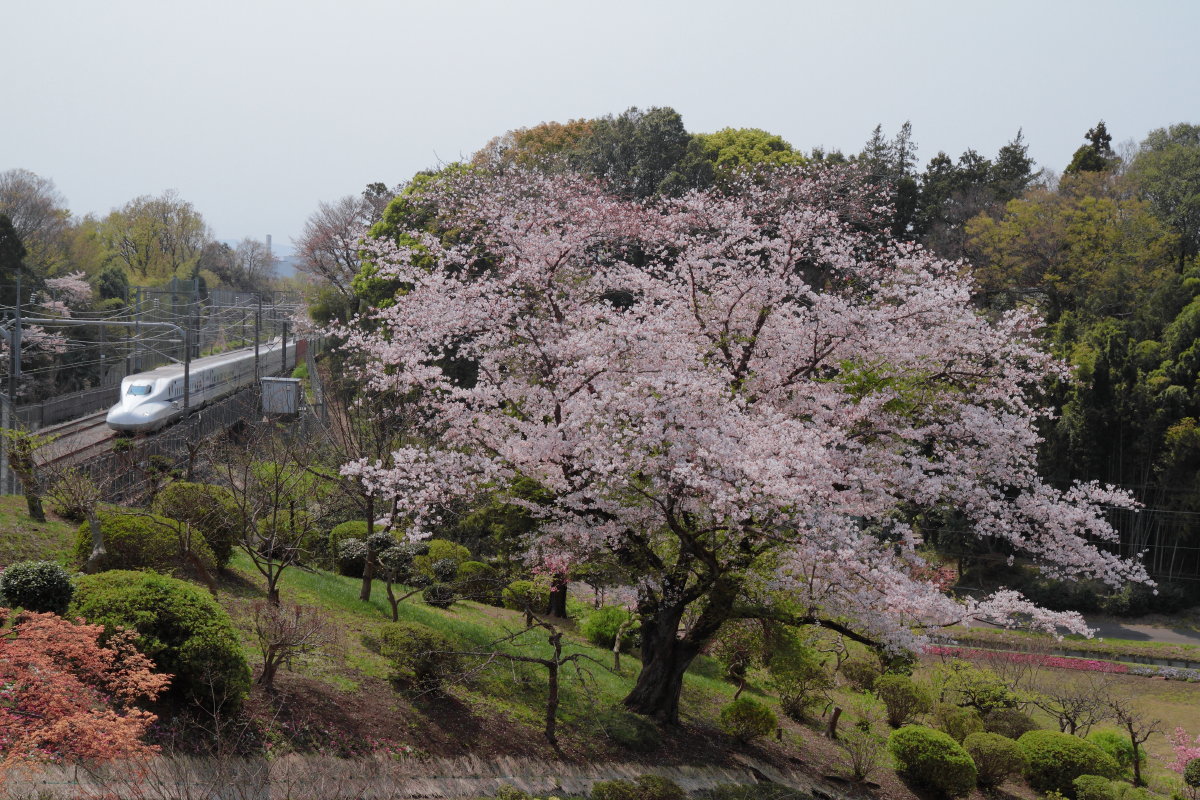 一本桜_e0157717_23184143.jpg