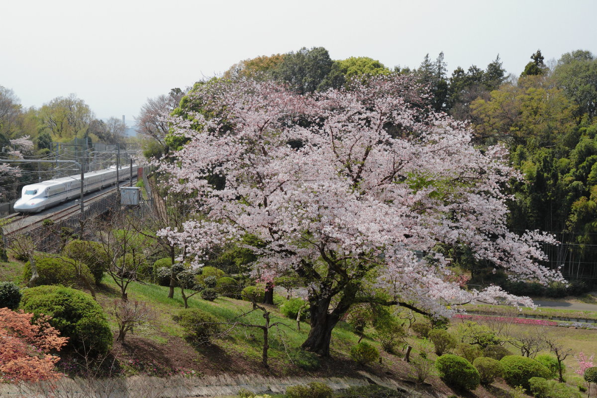 一本桜_e0157717_23184182.jpg