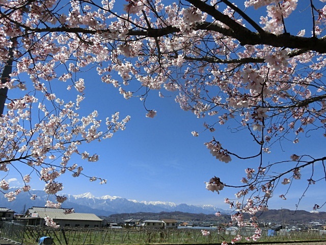 　　　　おー　　咲いてる咲いてる　&#127800;　&#127800;　&#127800;_e0234924_17441764.jpg