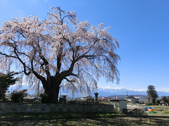 　　　　おー　　咲いてる咲いてる　&#127800;　&#127800;　&#127800;_e0234924_17584717.jpg