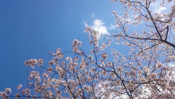 明日はにちようび_d0180229_14244950.jpg