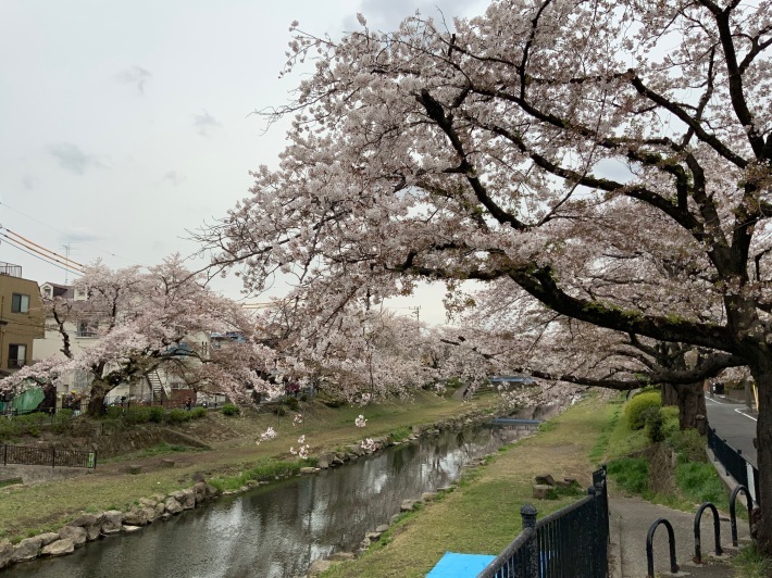 最後の花見・今日の野川の桜花は舞い踊ってました。花ちらし寿司です。_a0095931_22193690.jpg