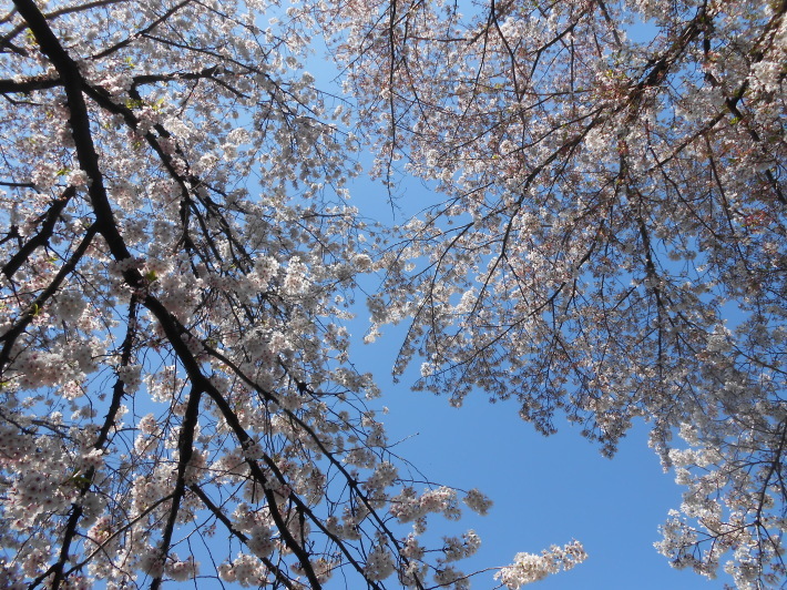最後の花見・今日の野川の桜花は舞い踊ってました。花ちらし寿司です。_a0095931_22411171.jpg
