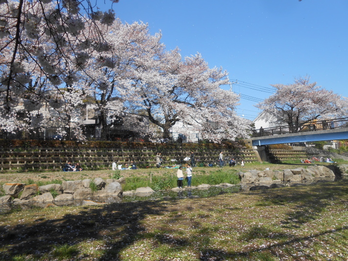 最後の花見・今日の野川の桜花は舞い踊ってました。花ちらし寿司です。_a0095931_22421943.jpg