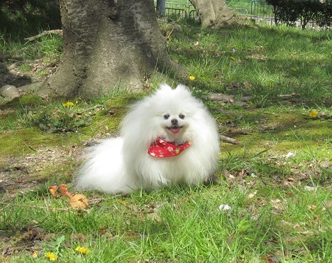 いつもの大きな公園_b0177436_21532514.jpg