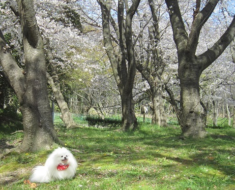 いつもの大きな公園_b0177436_21541341.jpg