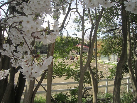 いつもの大きな公園_b0177436_21550749.jpg
