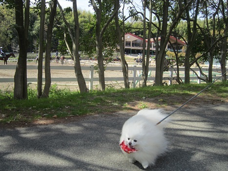 いつもの大きな公園_b0177436_21552528.jpg