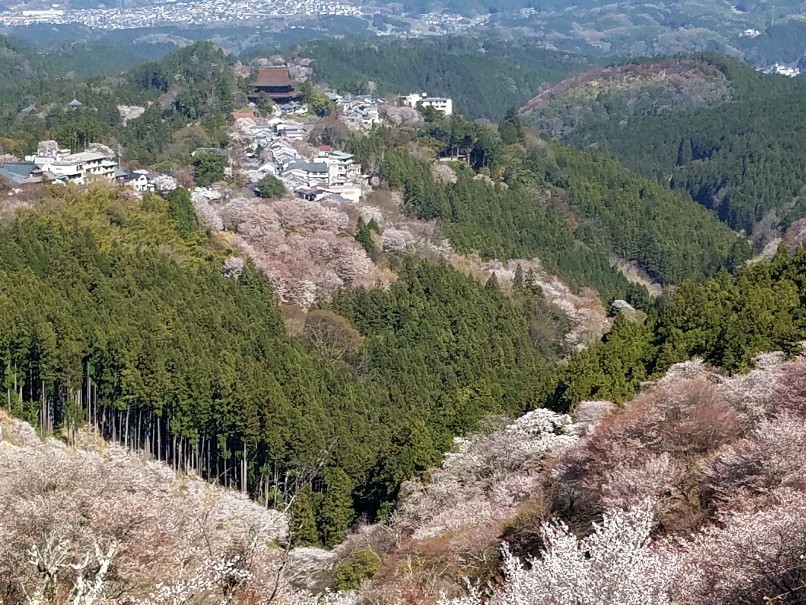 今日の吉野_f0330437_10243666.jpg