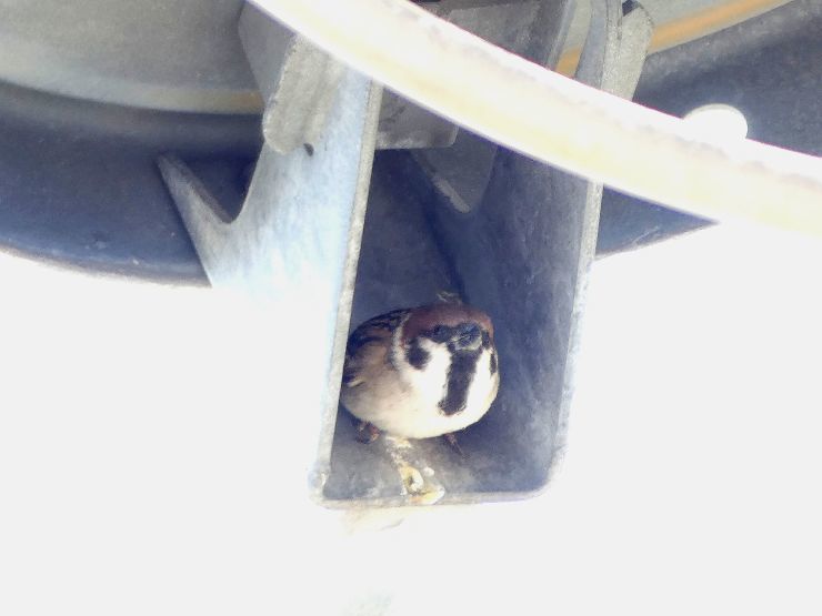 謎だった電柱のスズメの巣を発見 浅川 日野 浅川野鳥散歩