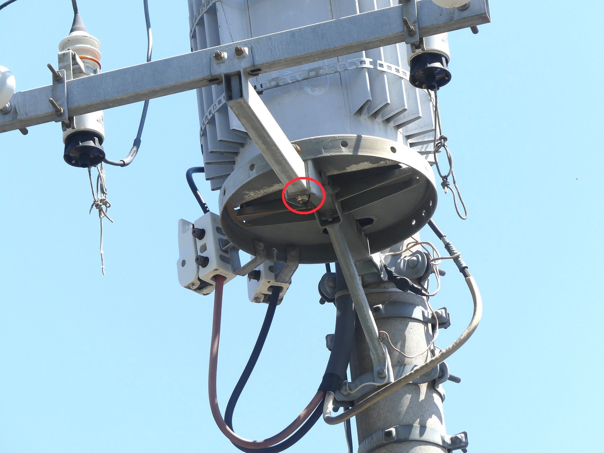 謎だった電柱のスズメの巣を発見 浅川 日野 浅川野鳥散歩