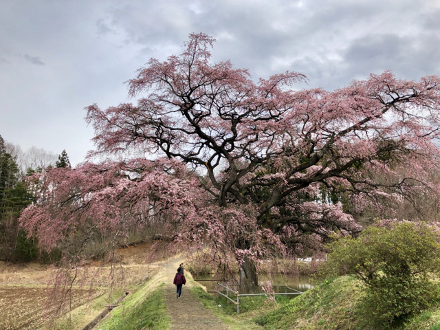 福島市松川 芳水の桜 空と雲と 僕の街