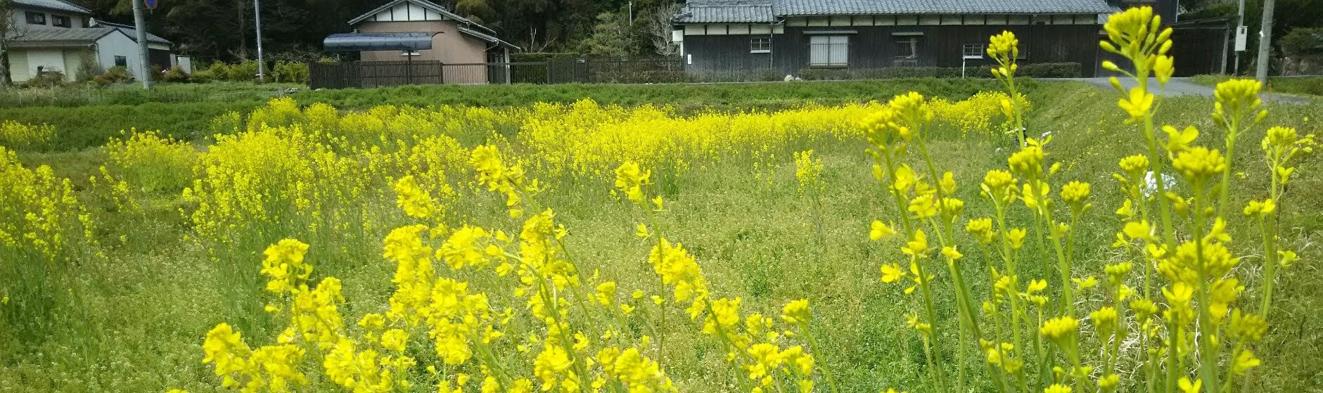 『句文集 すまし顔』の書評（１）_b0090852_07115696.jpg