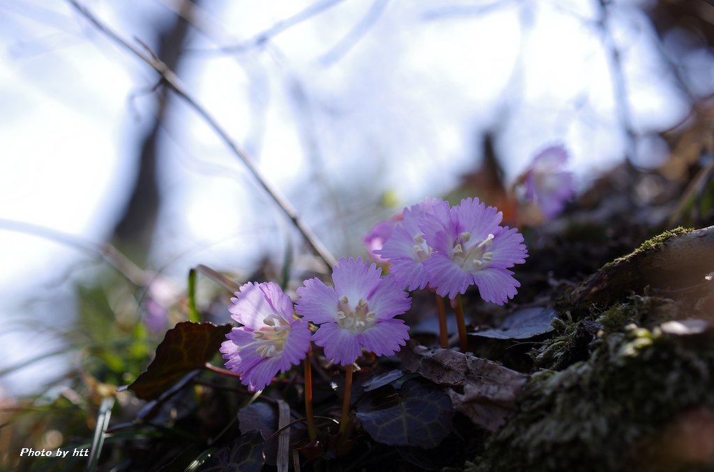 2019年4月5日　七ツ森登山　～その他の春の花々～_a0261462_17101873.jpg