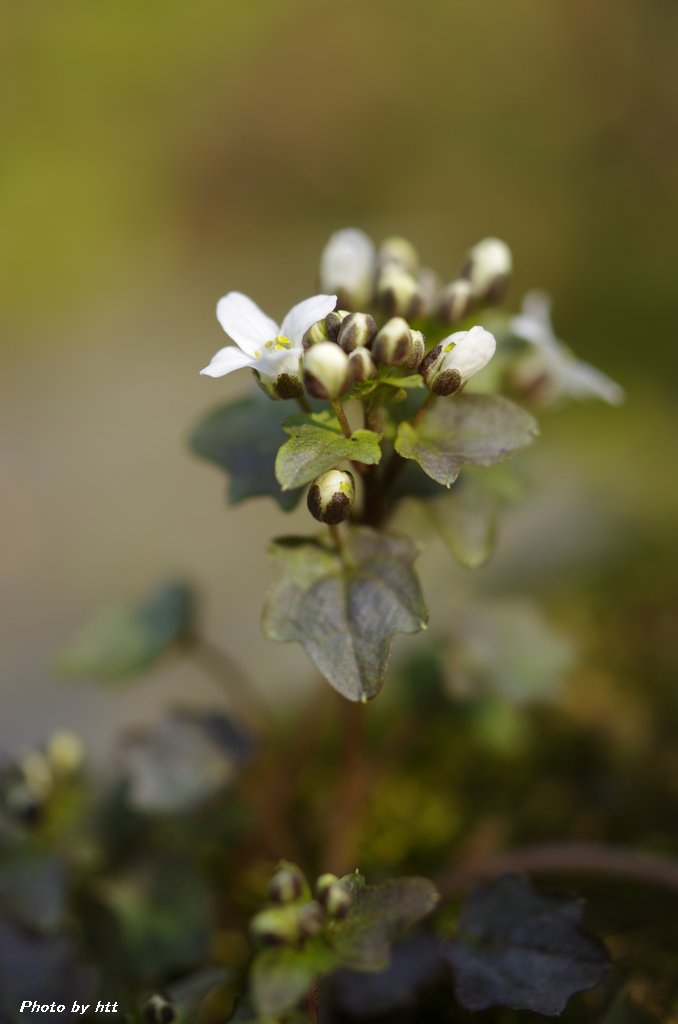 2019年4月5日　七ツ森登山　～その他の春の花々～_a0261462_17124744.jpg