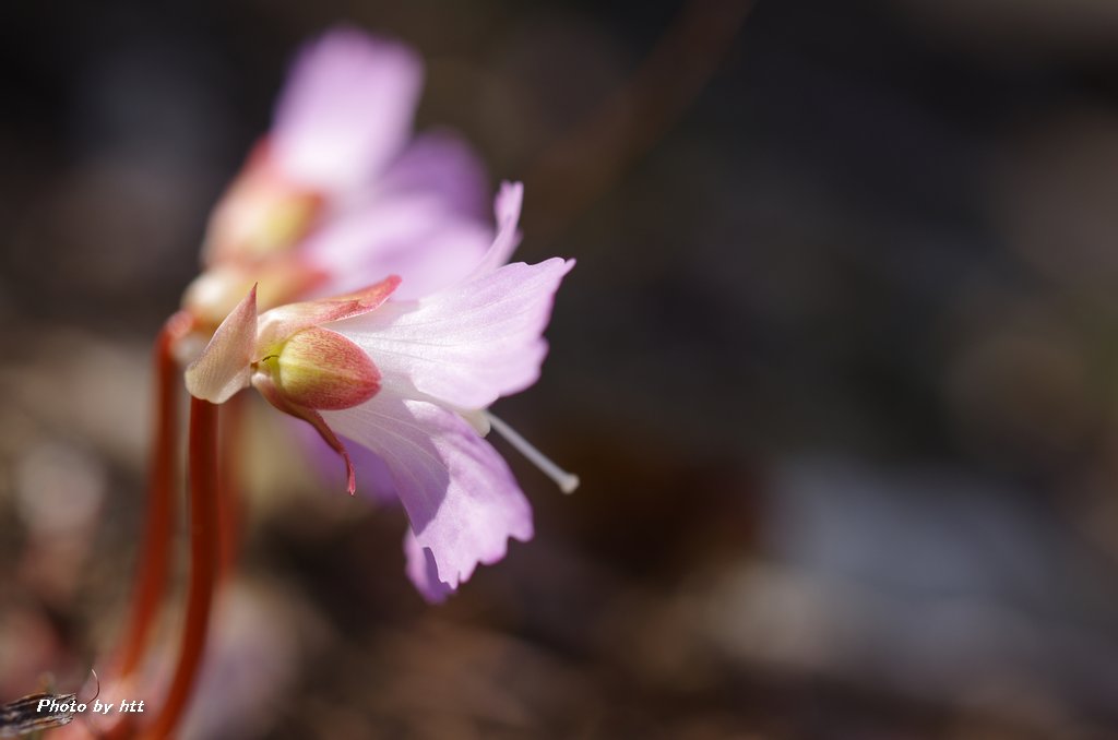 2019年4月5日　七ツ森登山　～その他の春の花々～_a0261462_1795468.jpg