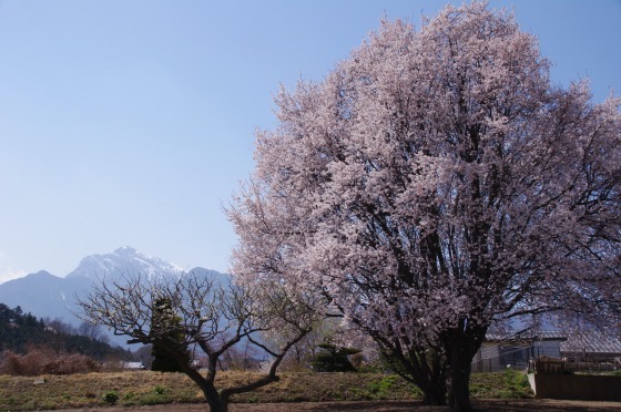 4/6,7、山梨へ花見ドライブ、その3 ～ 実相寺「神代桜」_e0045768_22111579.jpg