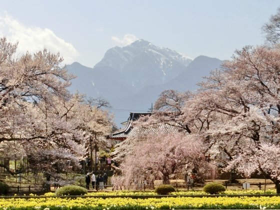 4/6,7、山梨へ花見ドライブ、その3 ～ 実相寺「神代桜」_e0045768_22350102.jpg