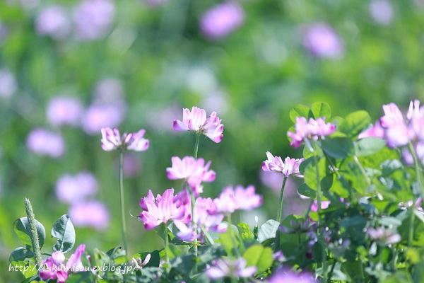 2018年04月13日 れんげ草 福美荘 2018年04月13日 れんげ草 福美荘