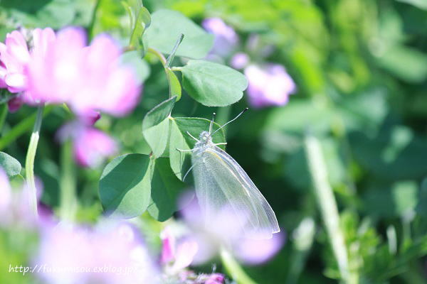 2018年04月13日 れんげ草 福美荘 2018年04月13日 れんげ草 福美荘