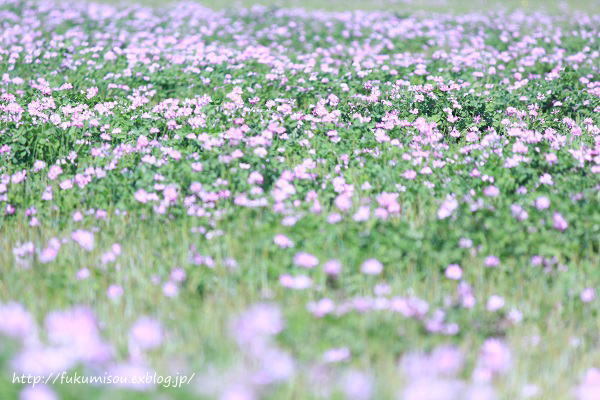 2018年04月13日 れんげ草 福美荘 2018年04月13日 れんげ草 福美荘