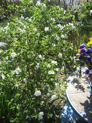 白ヤマブキの花が咲いたよ_c0289473_11073684.jpg