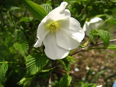 白ヤマブキの花が咲いたよ_c0289473_11074702.jpg