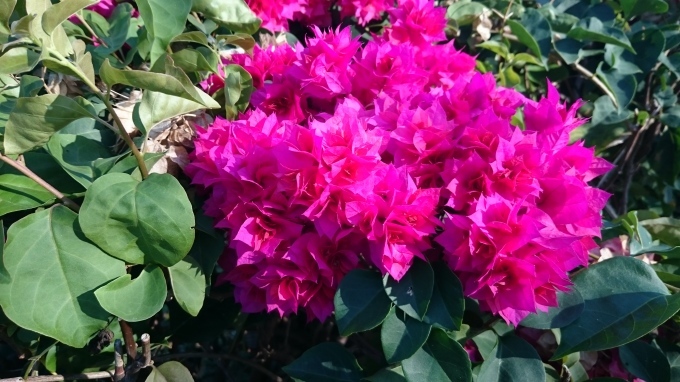 夏のメニエール病_c0325278_13340089.jpg