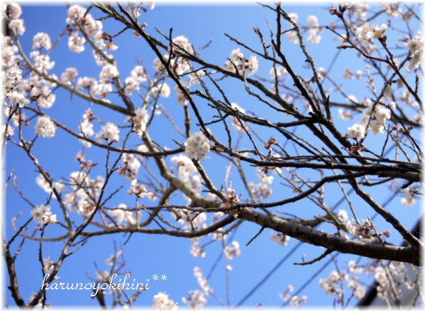 桜桃の花 満開 春のよき日に Vol 4