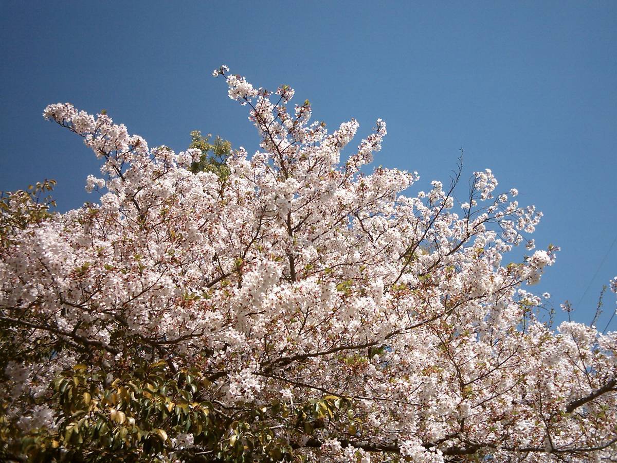 トイデジで撮った「まだまだ桜が楽しめるゾ」_f0159784_12042669.jpg