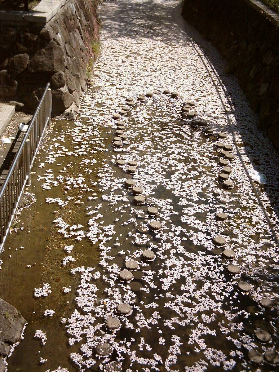 トイデジで撮った「まだまだ桜が楽しめるゾ」_f0159784_12052309.jpg