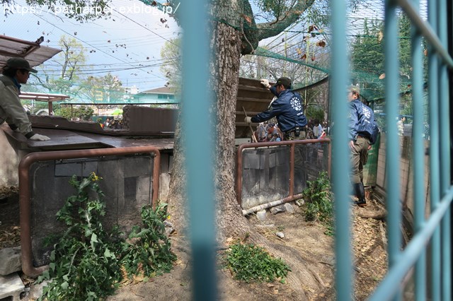 ２０１９年３月　天王寺動物園２　その１　フンボ雛の体重測定_a0052986_23215283.jpg