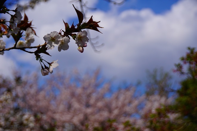 桜の花は散り_a0345188_02020563.jpg