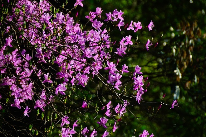 桜の花は散り_a0345188_02205358.jpg