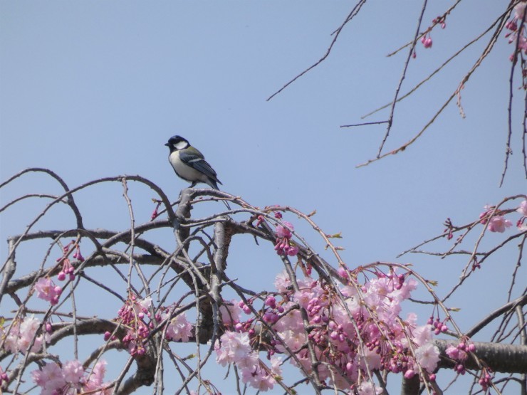 桜と鳥たち_c0324393_21254965.jpg