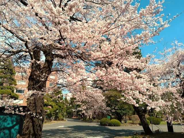 桜花爛漫＠東北大学片平キャンパス_f0100593_15154027.jpg