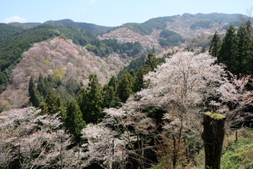 吉野山の千本桜〜あと少し・・・。_c0339296_01581626.jpg