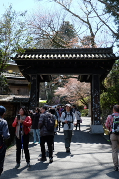 吉野山の千本桜〜あと少し・・・。_c0339296_01595934.jpg