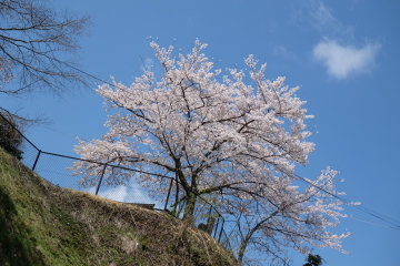 吉野山の千本桜〜あと少し・・・。_c0339296_02010296.jpg