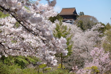 吉野山の千本桜〜あと少し・・・。_c0339296_02012270.jpg