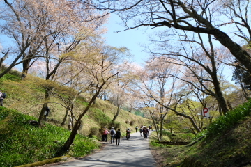 吉野山の千本桜〜あと少し・・・。_c0339296_02030337.jpg